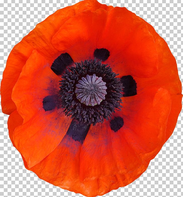 Common Poppy Clipping Path Photography PNG, Clipart, Bmp File Format, Canon Eos, Clipping Path, Common Poppy, Dots Per Inch Free PNG Download