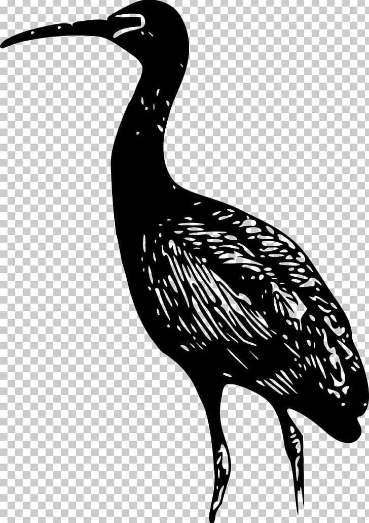 Ibis Line Art PNG, Clipart, African Sacred Ibis, Beak, Bird, Black And White, Computer Icons Free PNG Download