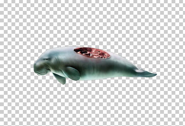 Dolphin Whale PNG, Clipart, Animals, Blue Whale, Cartoon Whale, Dolphin, Download Free PNG Download