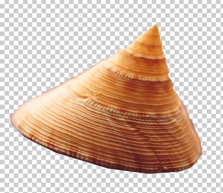 Seashell Sea Snail Conch PNG, Clipart, Cartoon Conch, Clams Oysters Mussels And Scallops, Conch, Conchology, Conch Shell Free PNG Download