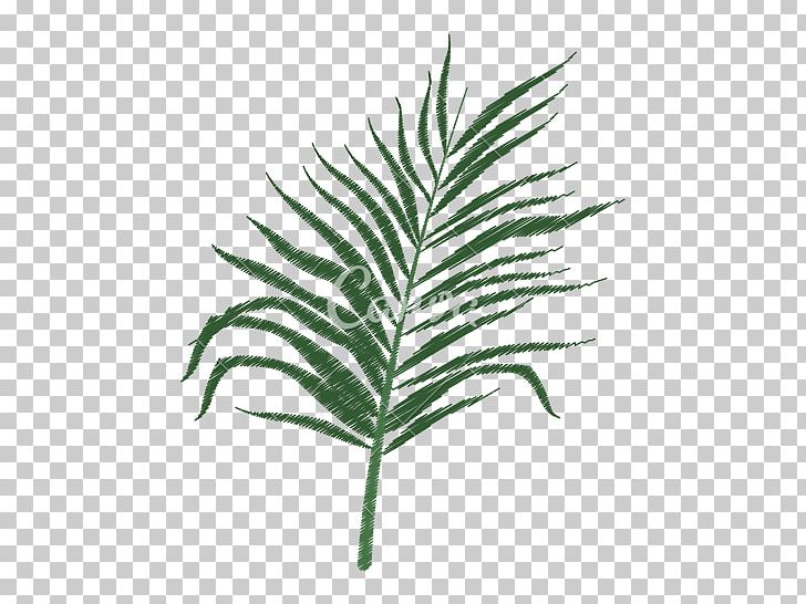 Arecaceae Tree Leaf Branch Plant Stem PNG, Clipart, Arecaceae, Arecales, Branch, Family, Grass Free PNG Download