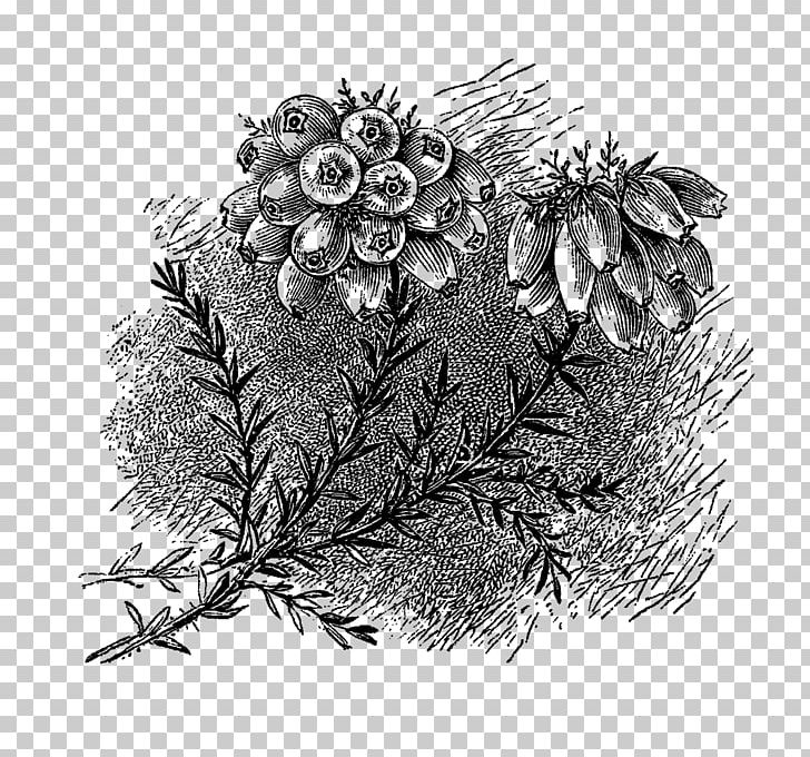 Drawing Art PNG, Clipart, Art, Black And White, Branch, Computer Icons, Conifer Free PNG Download