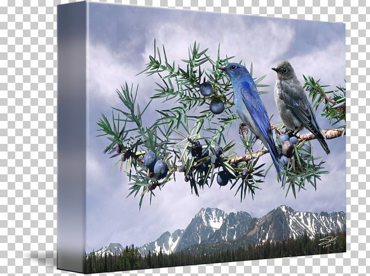 Fine Art Mountain Bluebird Work Of Art Digital Art PNG, Clipart, Art, Bird, Bluebird, Bluebirds, Branch Free PNG Download