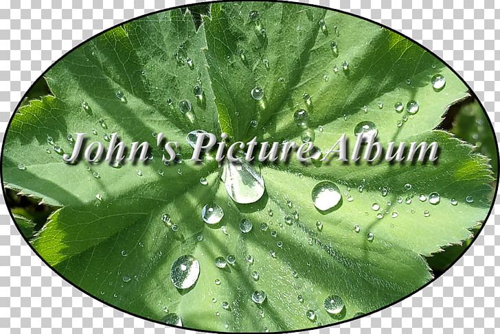 Green Leaf Water PNG, Clipart, Grass, Green, Leaf, Plant, Water Free PNG Download