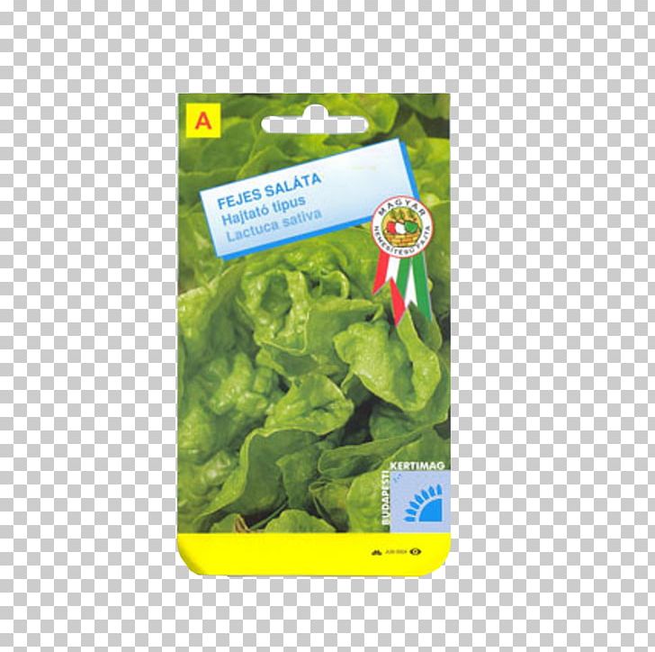 Leaf Ecosystem Font PNG, Clipart, Ecosystem, Grass, Green, Leaf, Organism Free PNG Download