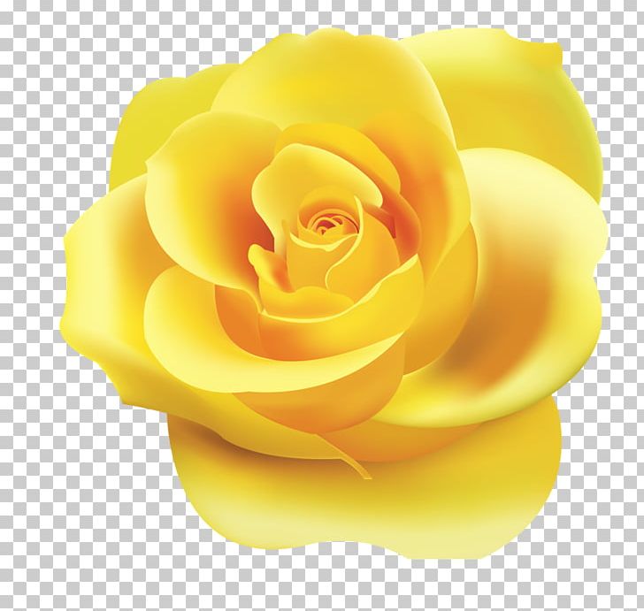 Rose Desktop Yellow PNG, Clipart, Blue, Blue Rose, Clip Art, Closeup, Computer Free PNG Download