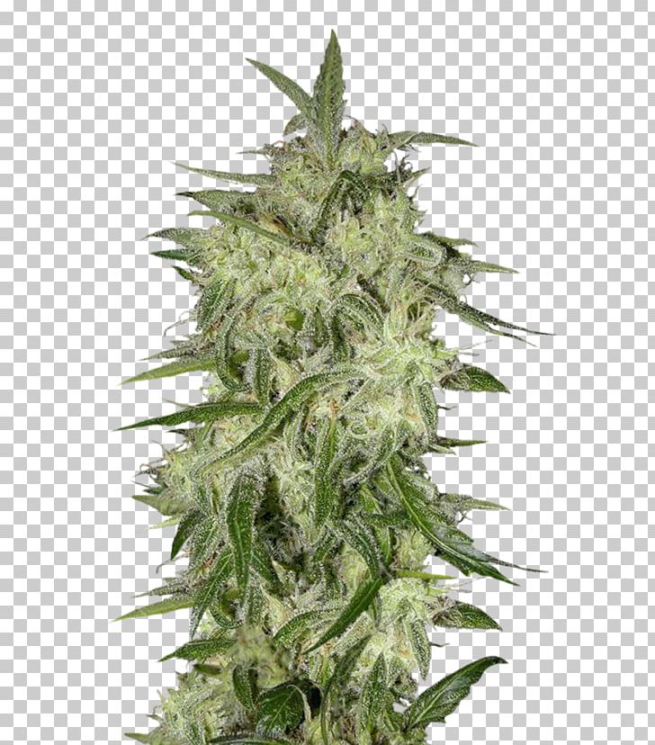 Seed Bank Feminized Cannabis Cannabis Sativa Skunk PNG, Clipart, Animals, Cannabis, Cannabis Sativa, Conifer Cone, Cultivar Free PNG Download