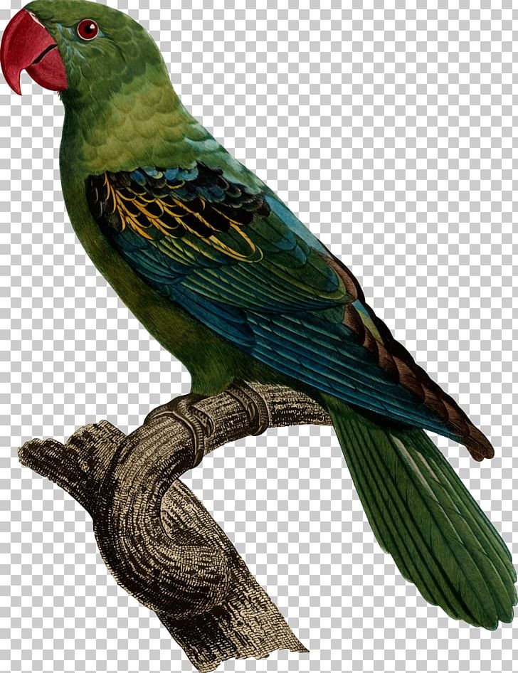 Bird Great-billed Parrot Blue-naped Parrot Psittacinae Modest Tiger Parrot PNG, Clipart, Animals, Beak, Bird, Bluenaped Parrot, Common Pet Parakeet Free PNG Download