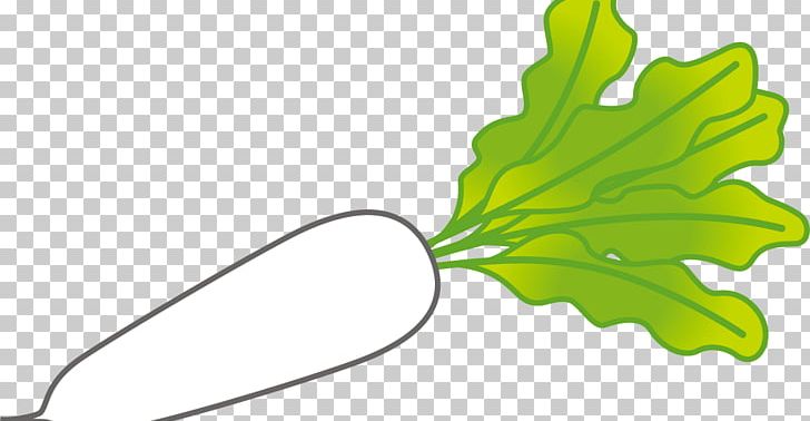 Leaf Plant Stem Daikon Fruit PNG, Clipart, Cuisine Herb, Daikon, Eating, Flavor, Flora Free PNG Download