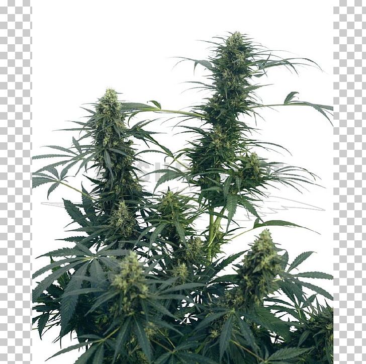Sensi Seeds Cannabis Cultivation Kush Holland's Hope PNG, Clipart, Animals, Ben Dronkers, Cannabis, Cannabis Cultivation, Cannabis In India Free PNG Download