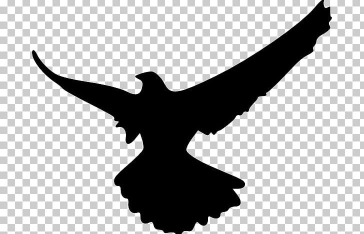 Bird Eagle Hawk PNG, Clipart, Beak, Bird, Bird Of Prey, Black And White, Download Free PNG Download