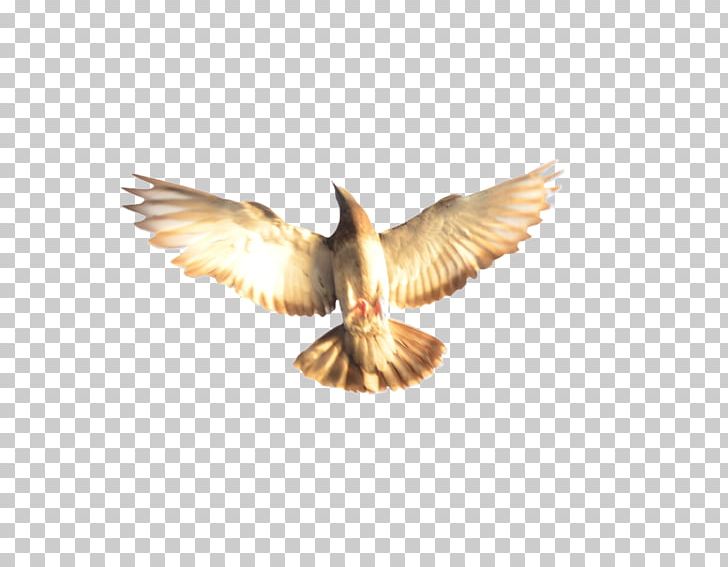 Eagle Beak PNG, Clipart, Animals, Beak, Bird, Eagle, Wing Free PNG Download