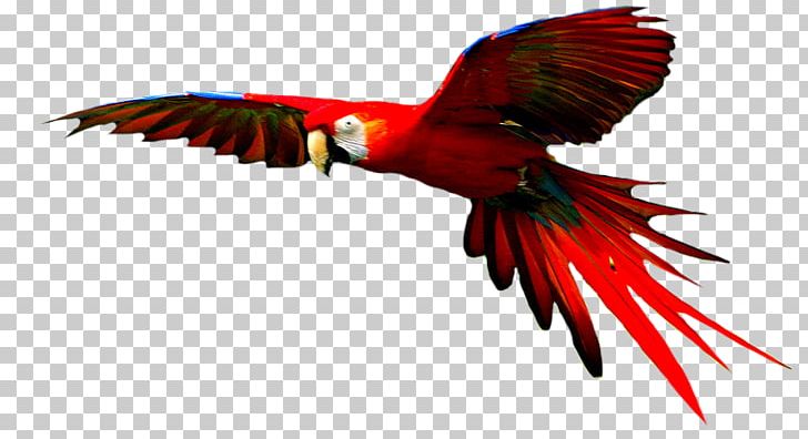 Parrot Hyacinth Macaw Bird PNG, Clipart, Animal, Anodorhynchus, Beak, Bird, Fauna Free PNG Download
