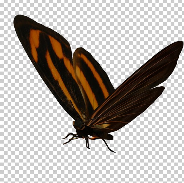 Butterfly Nymphalidae Insect PNG, Clipart, Animal, Arthropod, Blue Butterfly, Brown, Brush Footed Butterfly Free PNG Download