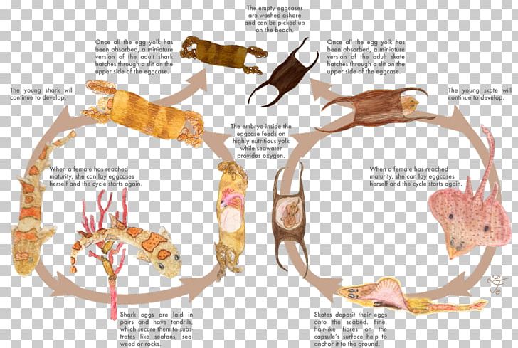 Shark Egg Case Oviparity Big Skate PNG, Clipart, Animals, Biological Life Cycle, Chicken, Egg, Egg Case Free PNG Download