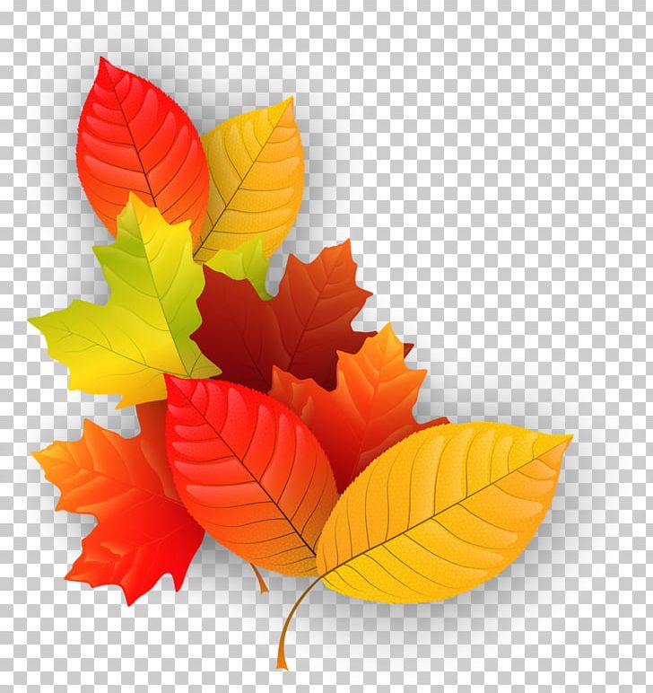 Maple Leaf Autumn PNG, Clipart, Autumn, Autumn Leaf Color, Download, Element, Flower Free PNG Download