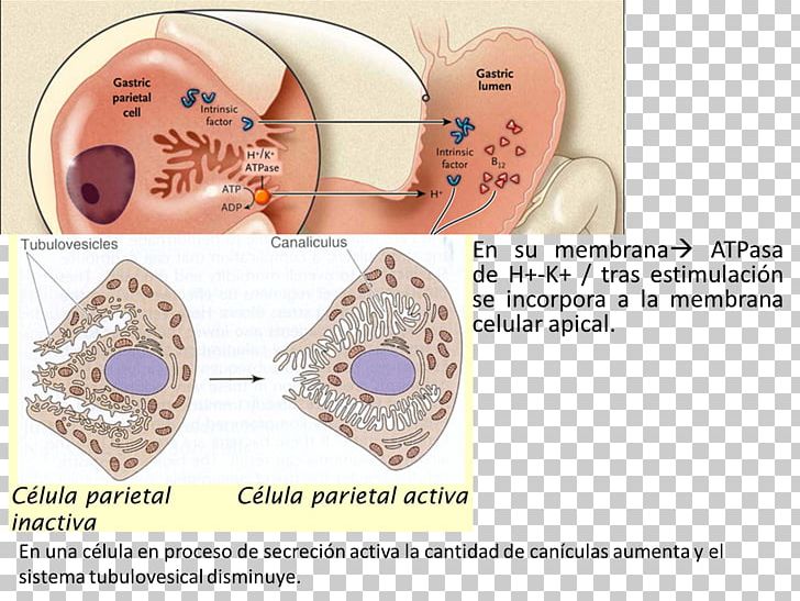 Parietal Cell Gastric Chief Cell Pepsinogen PNG, Clipart, Anemia, Cell, Ear, Eye, Gastric Acid Free PNG Download