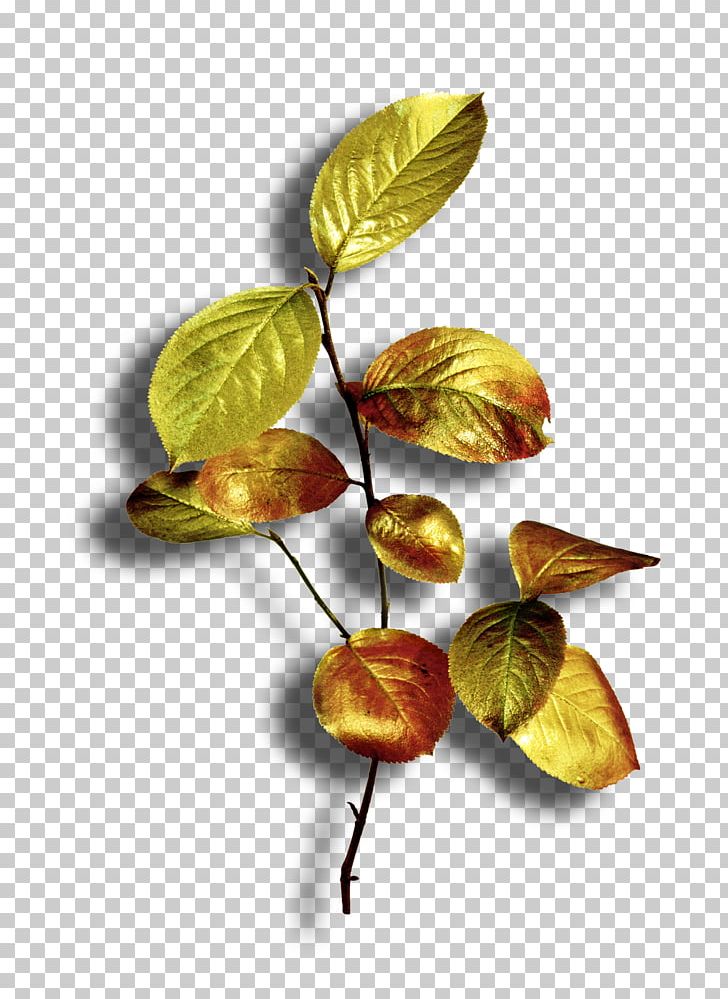 Leaf Plant PNG, Clipart, Golden Autumn, Green, Leaf, Plant, Sandra Free PNG Download