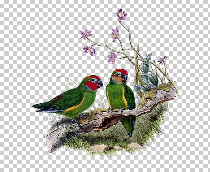 Lovebird Macaw Parakeet Perroquet Feather PNG, Clipart, Animals, Art, Beak, Bird, Common Pet Parakeet Free PNG Download
