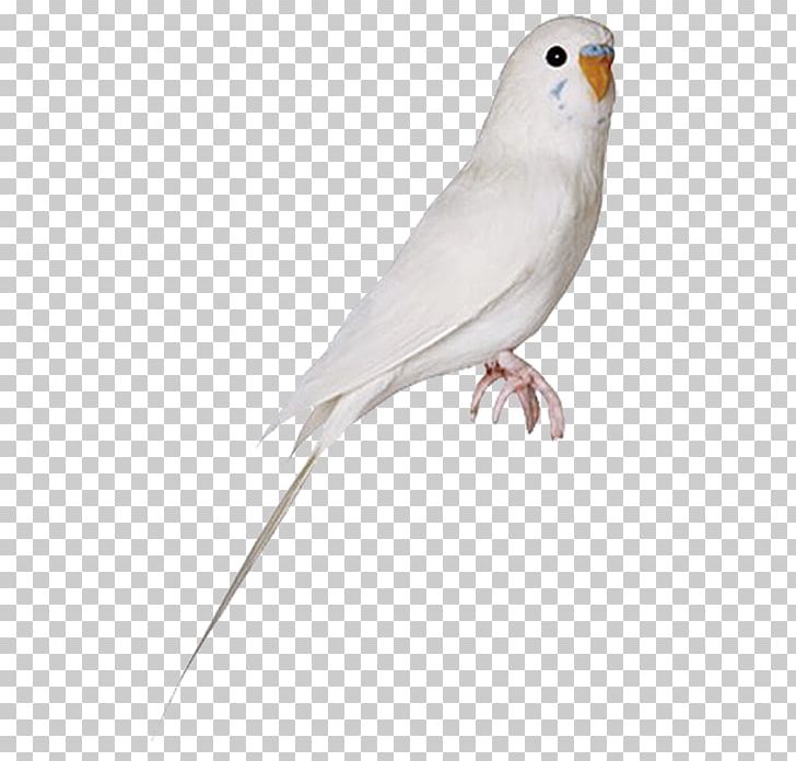 Lovebird Parrot Cockatiel PNG, Clipart, Animals, Beak, Bird, Birds, Canary Free PNG Download