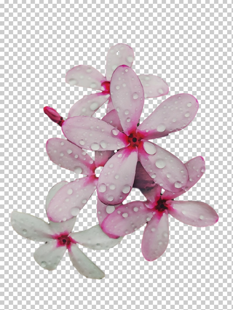 Petal Lilac M Flower PNG, Clipart, Flower, Lilac M, Paint, Petal, Watercolor Free PNG Download