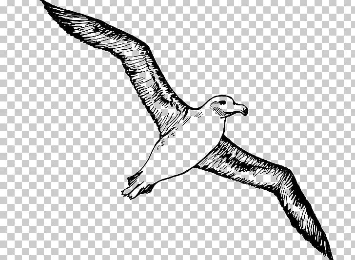 Albatross Bird PNG, Clipart, Albatross, Animals, Arm, Art, Beak Free PNG Download