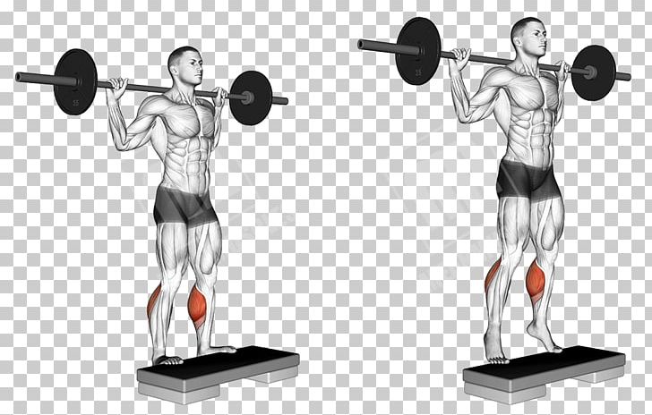 Squat Gluteus Maximus Muscle Weight Training Barbell Physical Exercise PNG, Clipart, Adductor Muscles Of The Hip, Arm, Balance, Barbell, Bench Press Free PNG Download