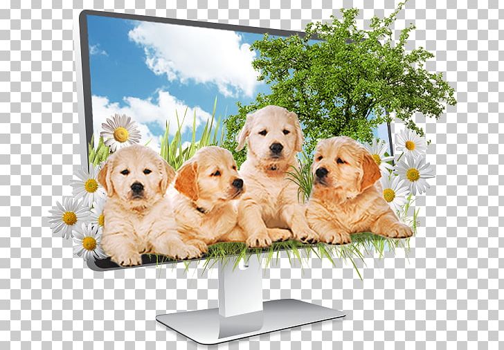Golden Retriever Puppy Dog Breed Companion Dog PNG, Clipart, Animal, Animals, Breed, Canidae, Carnivora Free PNG Download