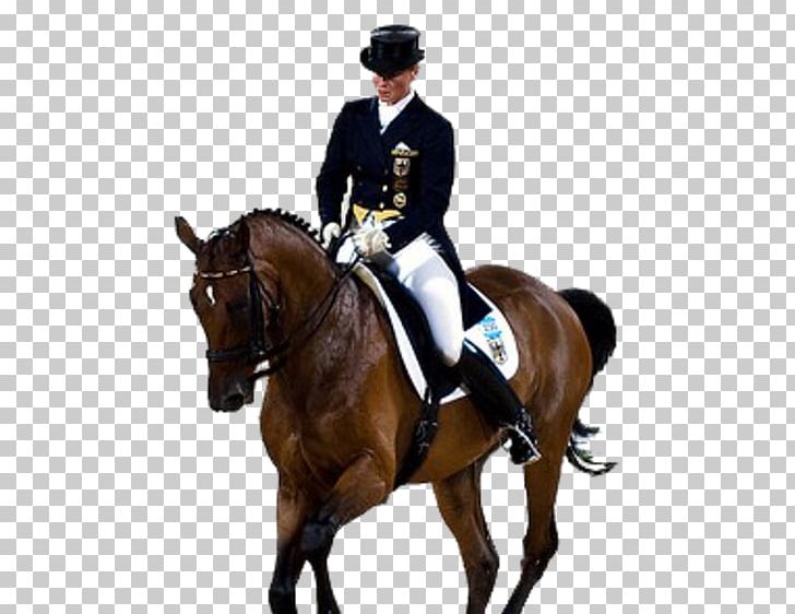Horse Olympic Games 2008 Summer Olympics 2012 Summer Olympics Dressage PNG, Clipart, 2008 Summer Olympics, 2012, Animals, Dressage, Horse Free PNG Download