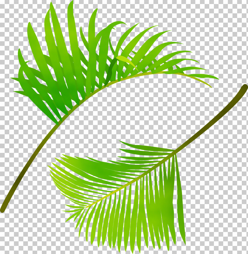 Palm Tree PNG, Clipart, Arecales, Flower, Leaf, Paint, Palm Tree Free PNG Download