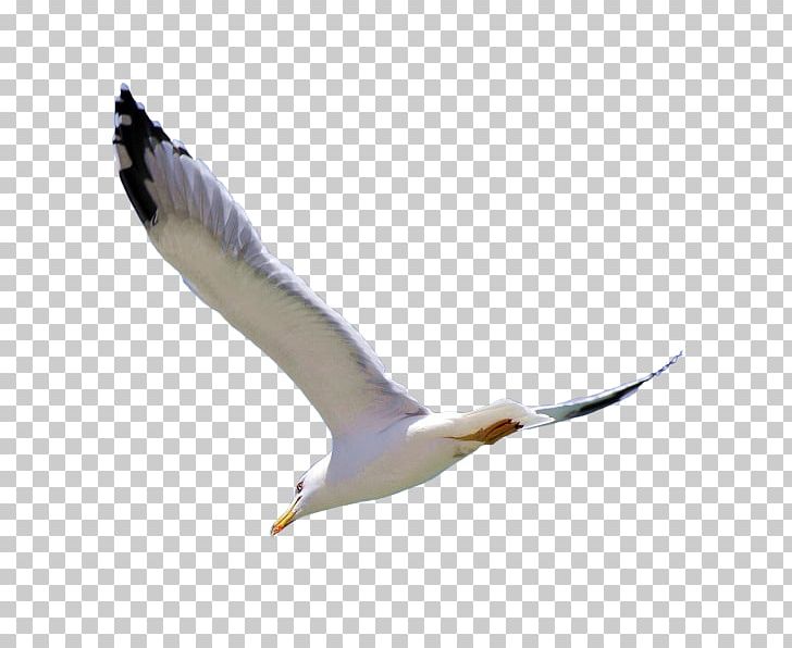 European Herring Gull Bird Eagle PNG, Clipart, Animal, Beak, Birds, Black White, Carve Free PNG Download