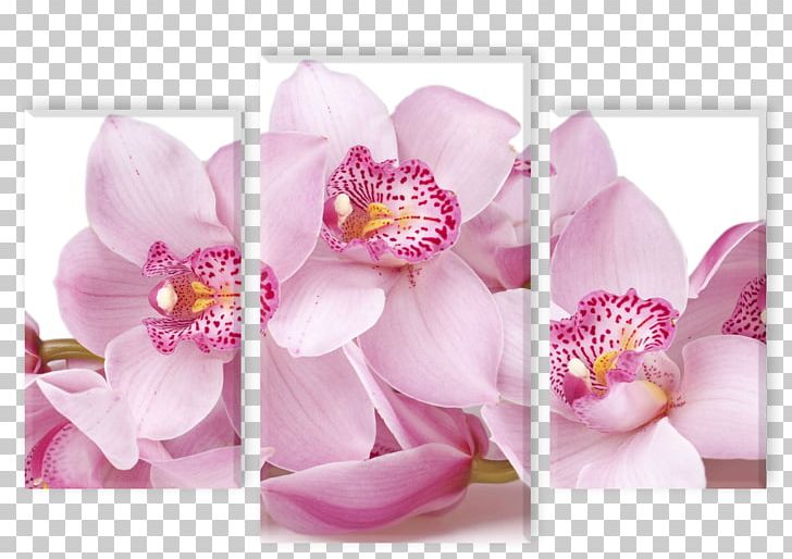 Moth Orchids Flower Plant Root PNG, Clipart, Blossom, Branch, Color, Cut Flowers, Floral Design Free PNG Download