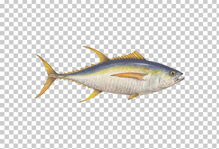 Sardine Mackerel Seafood Watch Fish Sustainable Seafood PNG, Clipart, Albacore, Anchovy, Animals, Bonito, Bony Fish Free PNG Download