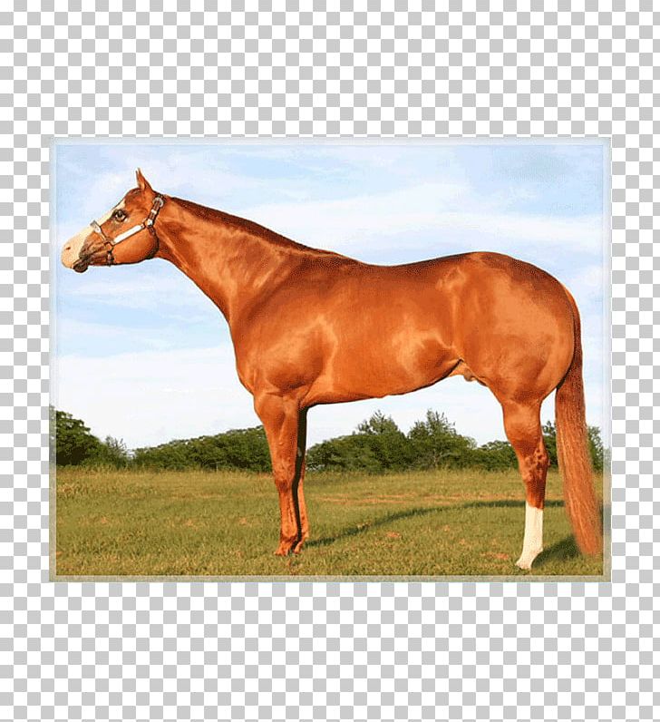 Stallion Appaloosa Mare American Quarter Horse Mustang PNG, Clipart, Appaloosa, Appaloosa Horse Club, Bridle, Colt, Equine Conformation Free PNG Download