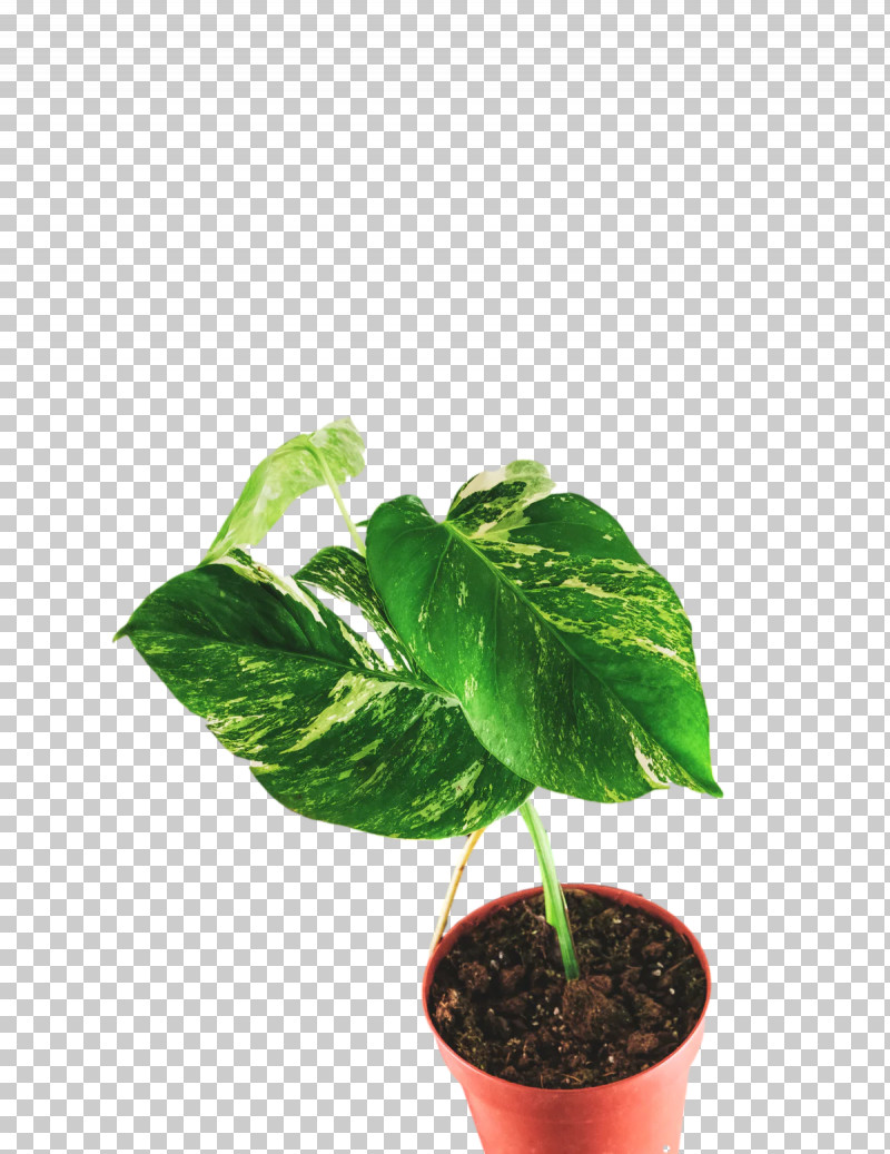 Plant Stem Leaf Houseplant Flowerpot Herb PNG, Clipart, Biology, Flowerpot, Herb, Houseplant, Leaf Free PNG Download