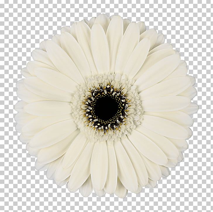 Transvaal Daisy Cut Flowers Color Floristry PNG, Clipart, Blue, Color, Cut Flowers, Daisy, Daisy Family Free PNG Download
