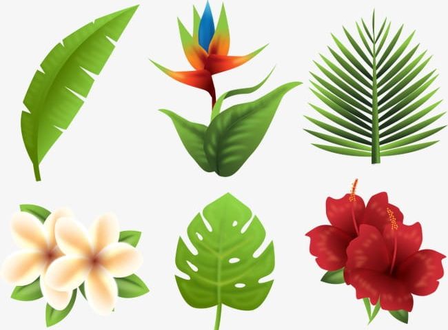 Tropical Plants PNG, Clipart, Flowers, Flowers, Plant, Tropical, Tropical Elements Free PNG Download