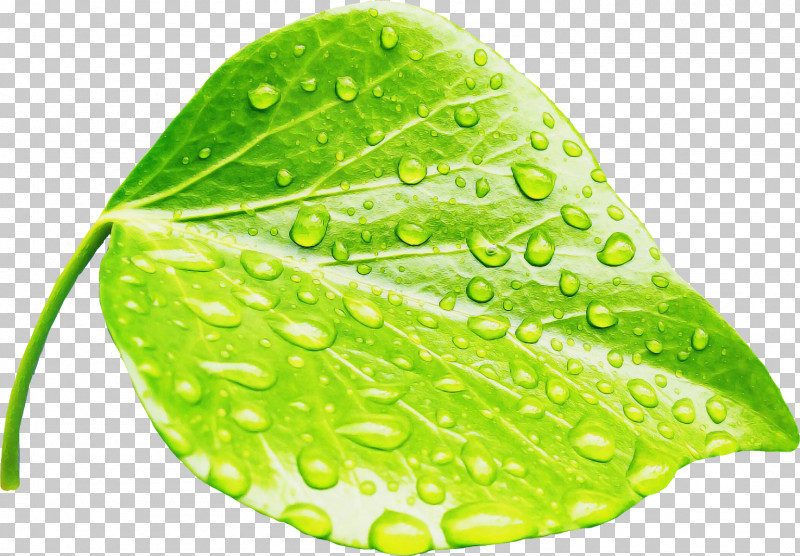 Leaf Dew Moist Plant Plant Structure PNG, Clipart, Biology, Dew, Leaf, Moist, Plant Free PNG Download