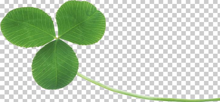 Clover Display Resolution PNG, Clipart, Clover, Computer Icons, Flower, Flowers, Four Leaf Clover Free PNG Download