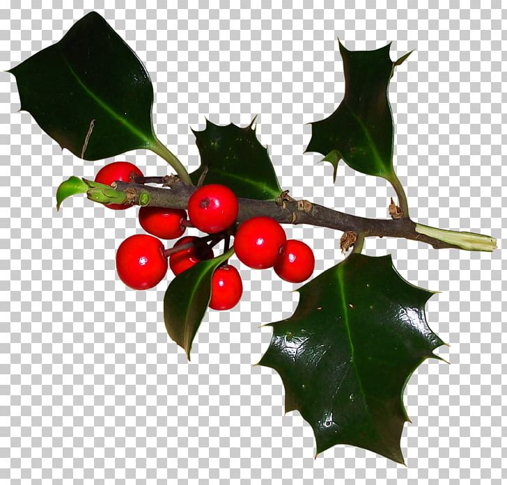 Common Holly Ilex Crenata Aquifoliales Christmas Magnolia PNG, Clipart, Aquifoliaceae, Aquifoliales, Branch, Christmas, Common Holly Free PNG Download