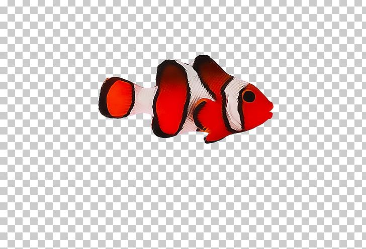 Red Fish PNG, Clipart, Animals, Animation, Designer, Download, Dried Fish Free PNG Download