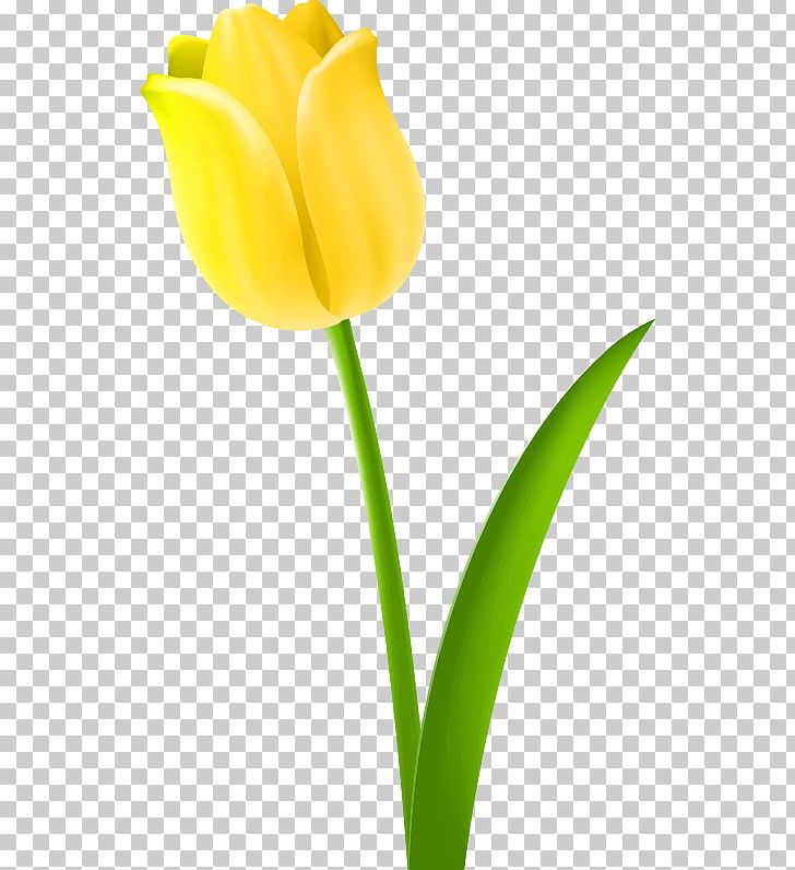 Yellow PNG, Clipart, Bud, Cut Flowers, Desktop Wallpaper, Drawing, Flower Free PNG Download