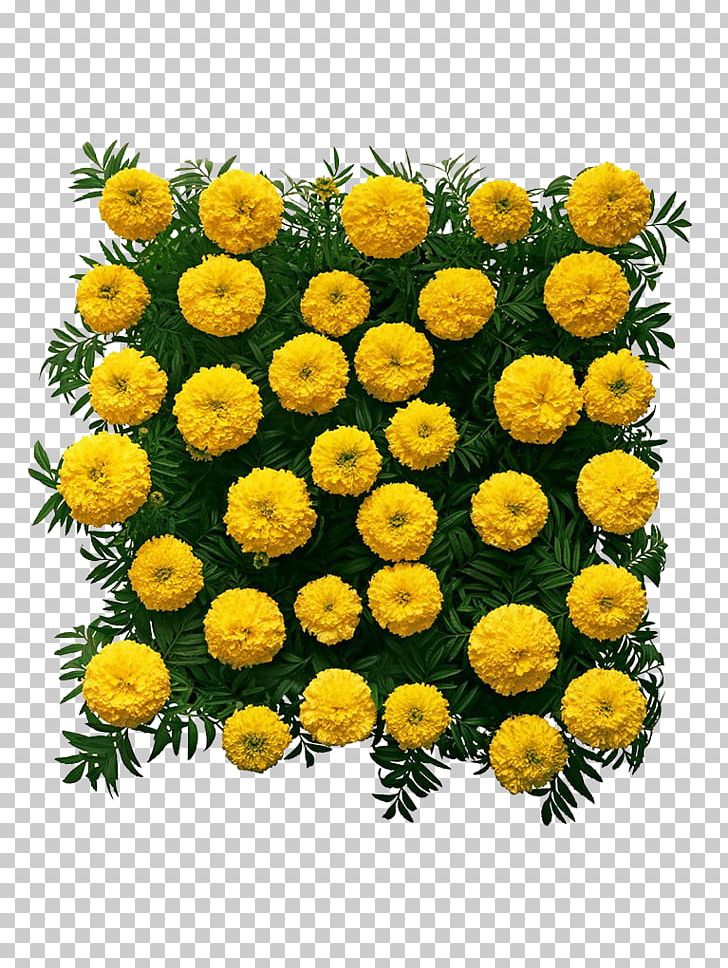 Chrysanthemum Mexican Marigold Flower PNG, Clipart, Annual Plant, Daisy Family, Encapsulated Postscript, Flower Arrangement, Flowers Free PNG Download