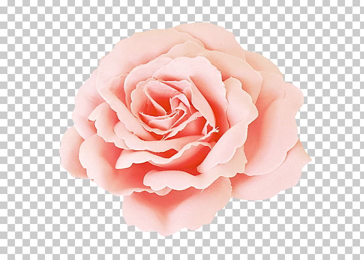 Garden Roses Centifolia Roses Photography Pink PNG, Clipart, Centifolia Roses, China Rose, Closeup, Cut Flowers, Floribunda Free PNG Download
