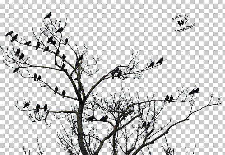 Song Rajasthan PNG, Clipart, Artwork, Beak, Bird, Black And White, Branch Free PNG Download