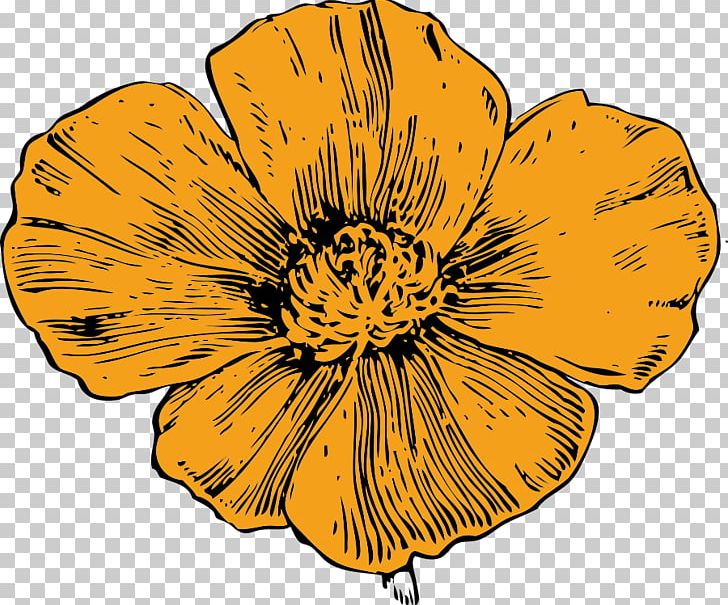 California Poppy PNG, Clipart, Black And White, Botanical Illustration, Botany, California, California Poppy Free PNG Download