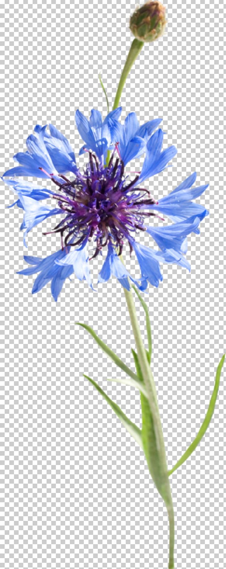 Cornflower Blue Watercolor Painting Drawing PNG, Clipart, Annual Plant, Aster, Bleuviolet, Blue, Botany Free PNG Download