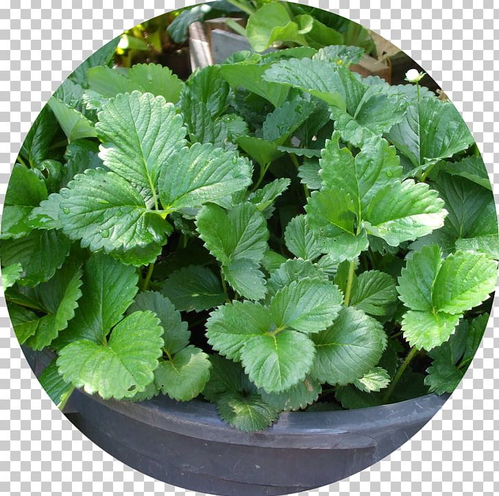 Green Waste Compost Food Waste Lemon Balm PNG, Clipart, Asthma Spacer, Biodegradation, Compost, Food, Food Waste Free PNG Download