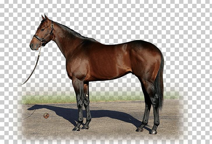 Shadai Stallion Station Thoroughbred Mare Shizunai Stallion Station PNG, Clipart, Bridle, Colt, English Riding, Halter, Horse Free PNG Download