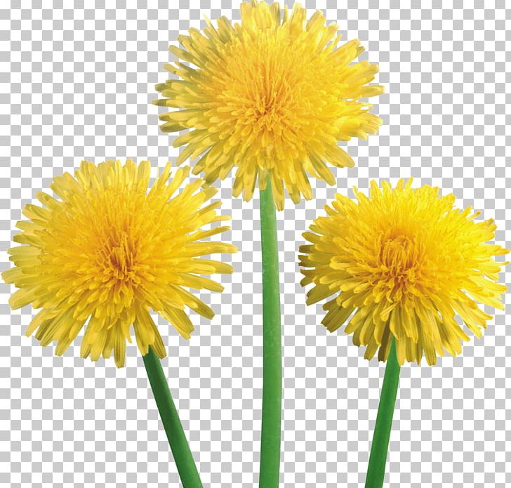 Common Dandelion Dandelion Coffee Flower PNG, Clipart, Annual Plant, Clip Art, Common Dandelion, Computer Icons, Cut Flowers Free PNG Download
